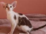 Brandy - Oriental Kitten For Sale - Miami, FL, US