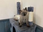 Boby - Ragdoll Kitten For Sale - McLean, VA, US