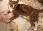 Midas - Domestic Cat For Sale - Bronx, NY, US