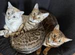 Nala - Bengal Cat For Sale - Hartford, CT, US