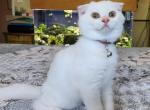 Sugar Beau - Scottish Fold Kitten For Sale - Huntington Beach, CA, US