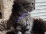 Victoria Summer litter - Maine Coon Kitten For Sale - Waukesha, WI, US