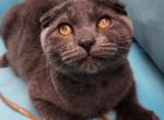 Three kittens - Scottish Fold Kitten For Sale - 