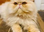 Juice - Persian Cat For Sale - Philadelphia, PA, US