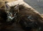 One Jazz kitten left - Maine Coon Kitten For Sale - Waukesha, WI, US