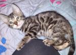 Caidy and Boris 1st litter - Bengal Kitten For Sale - Murfreesboro, TN, US