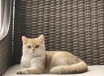 Lisa - British Shorthair Cat For Sale - Buffalo, NY, US