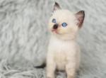 Luna - Siamese Kitten For Sale - North Port, FL, US