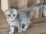 Monday - Scottish Fold Kitten For Sale - Commerce City, CO, US