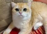 daisy - British Shorthair Kitten For Sale - Irvine, CA, US