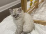 Sky - Ragdoll Kitten For Sale - Dearborn, MI, US