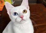 Mai Thai odd eyes cat - Khao Manee Cat For Sale/Retired Breeding - Scottsdale, AZ, US