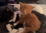 Cheddar - Maine Coon Kitten For Sale - Fredericksburg, PA, US