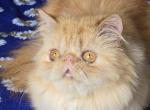 Napoleon - Persian Cat For Sale - Gurnee, IL, US