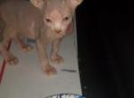 Blu babies - Sphynx Kitten For Sale - Lake Geneva, WI, US