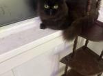 ASH - Persian Cat For Adoption - 