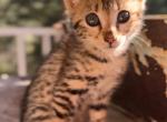 F2 Savannah Female Little Bug - Savannah Kitten For Sale - Roseville, CA, US