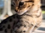 F2 Savannah Shandy - Savannah Kitten For Sale - Roseville, CA, US