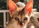 F2 Savannah Male kittens - Savannah Kitten For Sale - Roseville, CA, US