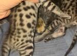 SBT Savannah Kittens - Savannah Kitten For Sale - Roseville, CA, US