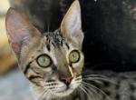 Show quality Savannah - Savannah Kitten For Sale - Roseville, CA, US