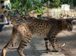 Leon - Savannah Cat For Sale - Roseville, CA, US