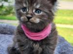 Zella 1 - Maine Coon Kitten For Sale - Murray, NE, US