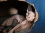 Margie's Boy  2 - Sphynx Kitten For Sale - Sacramento, CA, US