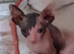 Debbie's daughter - Sphynx Kitten For Sale - Sacramento, CA, US