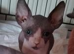 Debbie's boy 1 - Sphynx Kitten For Sale - 