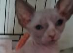 Debbie's boy 2 - Sphynx Kitten For Sale - 