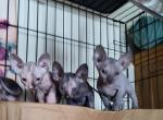 Bambi's  girls - Sphynx Kitten For Sale - Sacramento, CA, US