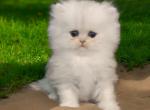 Silver CFA Registered Persians - Persian Kitten For Sale - 