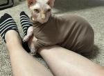 Douxie - Sphynx Cat For Sale - San Antonio, TX, US