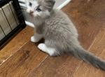 Sasha and Giorgio - Ragdoll Kitten For Sale - Aiken, SC, US