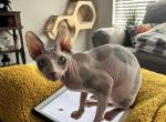 Nari - Sphynx Cat For Sale - San Antonio, TX, US