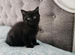 Lilleth - Scottish Straight Kitten For Sale - Vernon Township, NJ, US