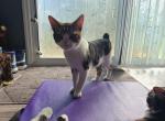 Balthazar - Manx Kitten For Sale - 