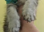 Bicolor Persians - Persian Kitten For Sale - 