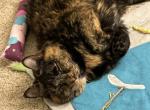 Bento - Domestic Cat For Adoption - Huntersville, NC, US