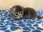 Doll face Persian - Persian Kitten For Sale - 