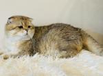 Scottish fold male - Scottish Fold Cat For Sale/Service - 