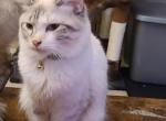 Lilith - Siberian Cat For Sale - Essex, MD, US