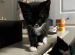 Lucky Luciano - Domestic Kitten For Sale - Lafayette, IN, US