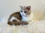 British shorthair - British Shorthair Cat For Sale - 