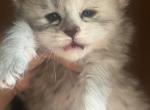 maine coon kittens - Maine Coon Kitten For Adoption - 