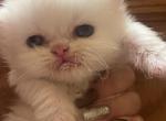 persian kittens - Persian Kitten For Sale - Bloomington, IL, US