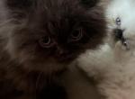 brown kitten persian - Persian Kitten For Sale - Bloomington, IL, US