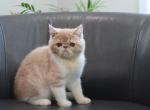 Little Mister - Exotic Kitten For Sale - Big Stone Gap, VA, US