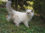 Summertime Sadness - Persian Kitten For Sale - Kimball, TN, US